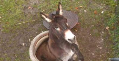 Unlucky Animals Stuck In Odd Places Before Being Rescued