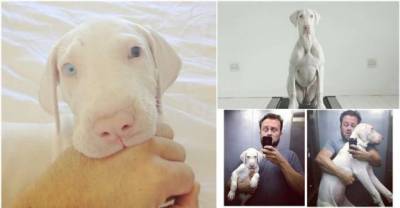 This Man Filmed His Dog Every Day. The Reason? You'll Be Heartbroken.