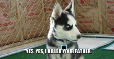 26 Of The Best "The Insanity Puppy" Memes On The Internet