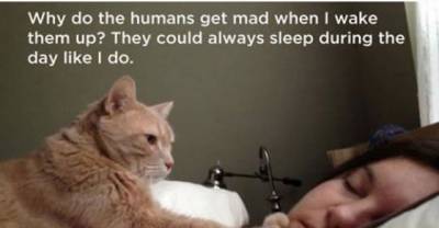 This Is Probably What Your Cats Are REALLY Thinking...