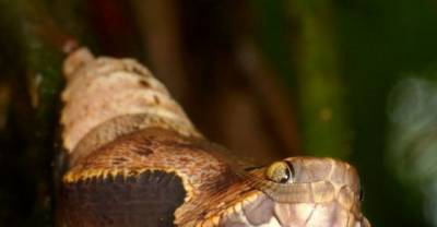 This Isn't Really A Snake, But The Truth Is Even Weirder And Still Freaky