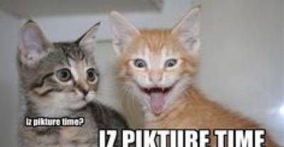 20 Funny Cats You Would Love To Pet