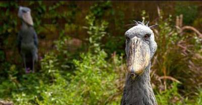 If You Ever Doubted the Existence of Dinosaurs Then You&rsquo;ve Never Seen the Shoebill Stork (8 pics)