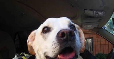 This Guy Took His Dying Dog On One Last Epic Adventure