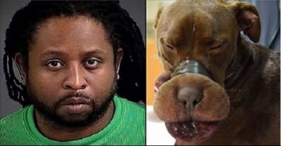 Dog Who Had Her Snout  Cruelly Duct-Taped Shut Gets Some Justice