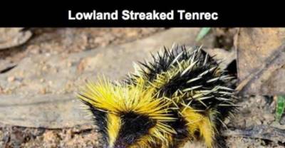 Beautiful Yet Creepy Animals That Can Give You Nightmares
