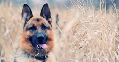 7 Dog Breeds That Like Humans Better Than Dogs
