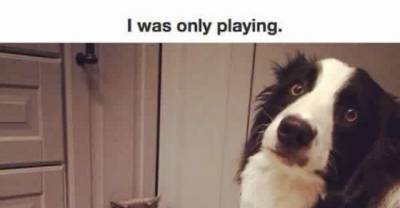 Guilty Pets Who Swear It's Not What It Looks Like
