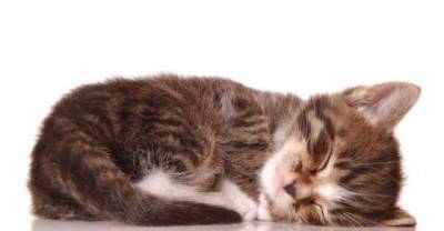 13 Mind-Blowing Facts about the Science of Kittens
