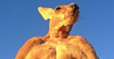 This Super-Muscly Kangaroo Crushes Metal Buckets For Fun