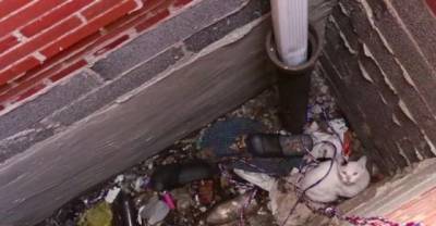 Homeless Cat Stuck In A Hole For Days Gets Spectacular Airlift
