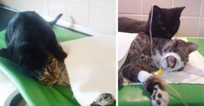 Incredible Nurse Cat Plays a Vital Role at Animal Shelter.AMAZING!
