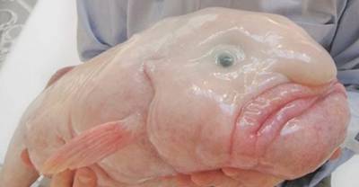 33 Bizarre Creatures That Actually Exist On Earth