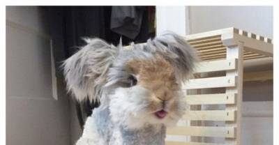 Saying A Bunny's Cute Is Nothing New, But This Little Dude's Do Is To Die For