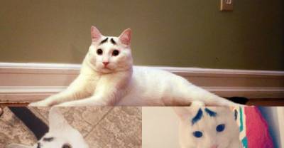 The Touching Unknown Story Of Sam The Cat