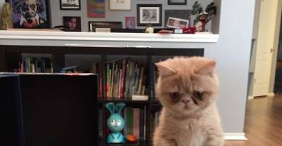 Please Meet George..Human-Kitty Who Prefers Standing On Two Legs