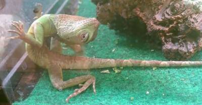 Animals That Absolutely Love Posing For The Camera