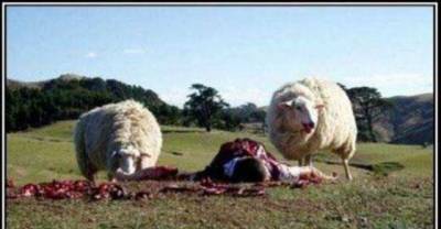 Meanwhile In New Zealand..