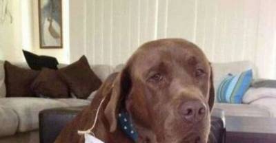 World&rsquo;s Naughtiest Dogs: 25 Images That Will Make You Laugh