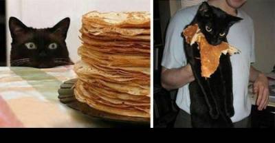 This Is Why You Should Never Trust Your Cat!