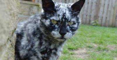 Scrappy Born a Black Cat Now Turning White due to Vitiligo