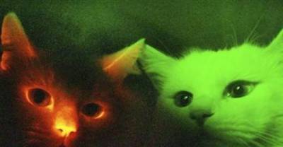12 Insane Cases of Genetic Engineering