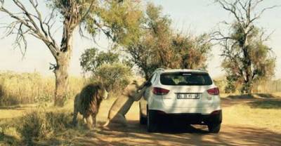 Top 8 Deadly Wild Animal Attacks Ever Recorded.