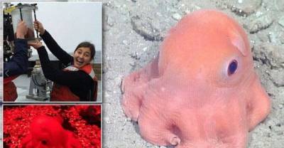 Meet The Cutest Little Octupus.. "Adorabilis"