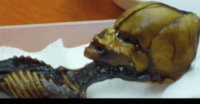 Chile's 6-Inch-Skeleton Might Be The First Evidence Of Aliens On Earth, Scientists Research