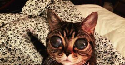 Enchanting Tabby Cat Has A Genetic Condition That Gives Her Alien Eyes