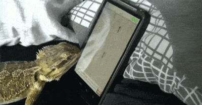 11 Confused Pets Trying Desperately To Make Sense Of Human Technology