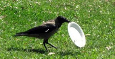 Environmentally Conscious Crow Cleans Up The Park