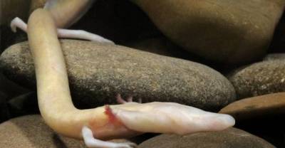 19 Weird Animals On The Verge Of Extinction. Can We Please Save #3? It's Too Cool To Lose