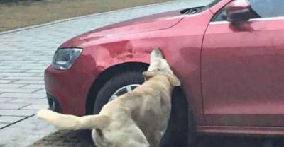 A Guy Kicked a Stray Dog, So the Dog Rounded Up Some Friends to Help Trash the Dude's Car