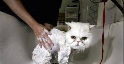 11 Cats Who Battled The Bathtub And Lost
