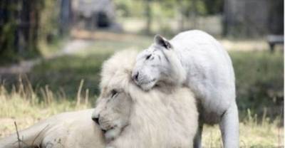 A White Tiger and White Lion Had Babies and They Are The Cutest Babies Ever