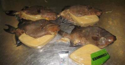 BLOW FISH: Pounds Of Cocaine Found Hidden Inside Fried Fish At Miami Airport