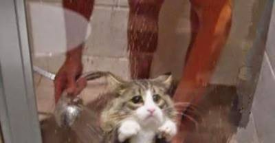 11 Cats Who Battled The Bathtub And Lost