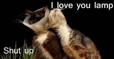 Funny Animal Memes To Make Your Day A Little Better