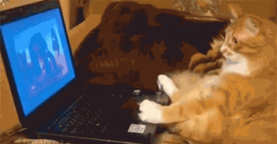 33 Animal Gifs That Are Guaranteed To Make You Laugh