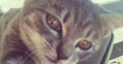 Pics of The Cutest Cats Taking The Cutest Selfies Ever