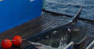 Jaws Spotted Off The Jersey Shore? This Shark Tracker Says So