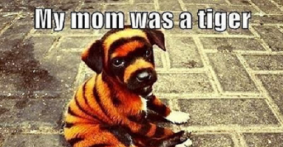 25 Dog Memes That Will Make Your Day