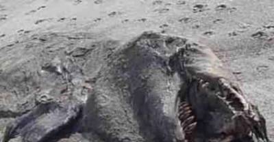 The 14 Weird Ocean Creatures That Are Possibly Creeping In Our Waters Right Now