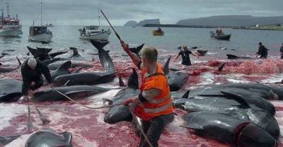 These European People Slaughter Dolphins For Fun. Shocking!