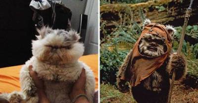 23 Things That Look Very Hilariously Similar