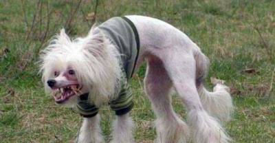 Aww Some Dogs Are So Cute... These Are Not Those Dogs!