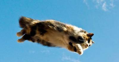 Cats Who Think They Are Superheros