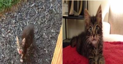 Walter the Cat Goes from a Stray Hiding Under a Shed to the King of the House
