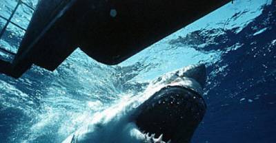 25 Amazing Shark Facts That Will Blow Your Mind!